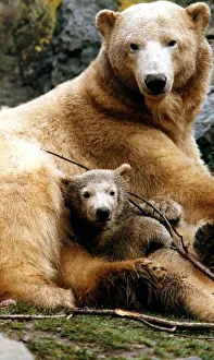 Polar bears at Edinburgh Zoo Ahoto four month old polar bear with mum eleven year