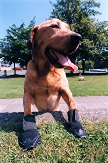 00073 Prints: Police dog Bryson wearing the new armoured boots which are to be used in hazardous areas