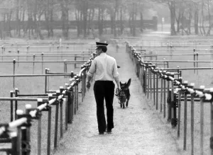 Religious Leaders Prints: Police dog handler checks specially built enclosure to house vast crowd ahead of Pope
