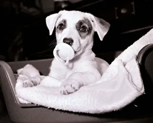Sound Prints: Polly the puppy used to be a big noise in her neighberhood day and night she kept barking