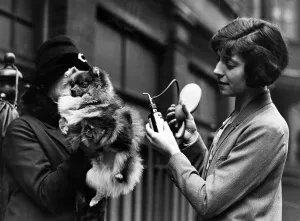 Spray Prints: At the pomeranian show at Marylebone, Miss Bonsors Redhouse novelty being prepared for