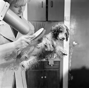 Brush Prints: Poodle owned by Miss Marilyn Willis seen here getting the full beauty treatment
