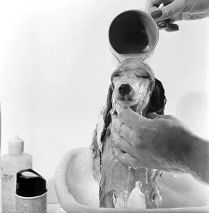Poodle owned by Miss Marilyn Willis seen here getting the full beauty treatment