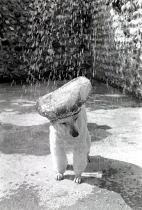 Poodle wearing a shower cap to keep her ears dry April 1975 75-2226-005