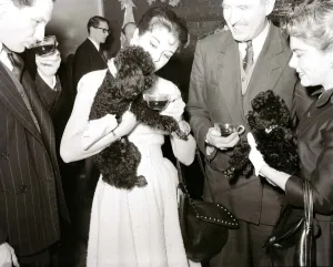 Poodles drinking tea at a birthday party for a fellow poodle dog January 1955