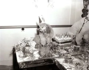 00134 Prints: Poodles wearing hats, drinking champagne at a birthday party for a fellow poodle dog