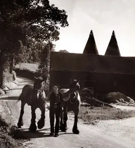 Country Lane Prints: Pools Farm in Kent - July 1950 farmer Fred Selling leading his horses to