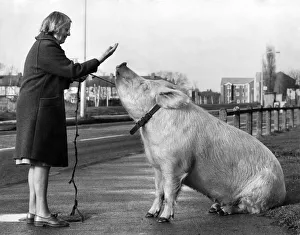 00077 Prints: Porkie Walkie: The day Barbara Woodhouse mat Anna the performing pig nobody would bet