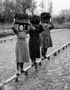 Agriculture Prints: Preparing the watercress harvest. Watercress beds throughout the country