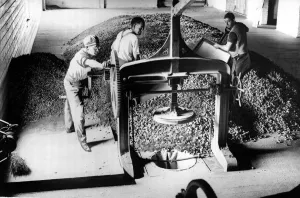 00175 Prints: Pressing and packaging hops in the hop houses of Belting September 1934
