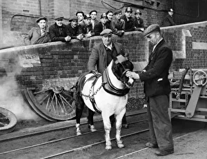 Ponies Prints: Pride the seven year old pit pony chosen as Horse of the North