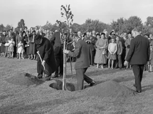 Former Prime Minister Winston Churchill (left) planting an oak tree to inaugurate work