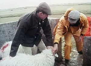 00185 Collection: Prince Charles dipping sheep with helper on farm 1992
