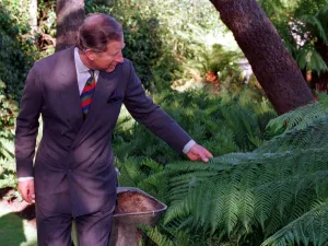 00184 Prints: Prince Charles Logan Botanics Gardens 1999 Scotland looking at tree he has