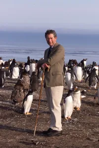 Falklands Prints: Prince Charles on Sea Lion Island, March 1999 In The Falklands with the Penguins
