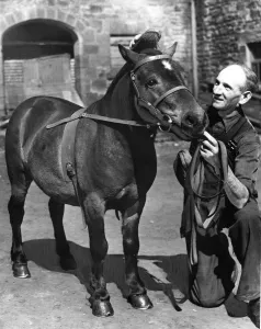 Prince the pit pony being groomed by Mr. Tom Holland at Team Colliery Granary, Birtley