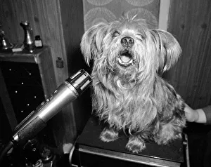Microphones Prints: Prince the singing Yorkshire Terrier recording his first single Dogs cute