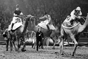 01428 Prints: THE PRINCE OF WALES RACES CAMELS WITH WILLIE CARSON (R) AND CAPTAIN MARK PHILIPS