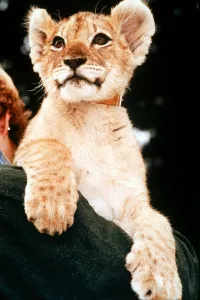 Lions Prints: Proud lion cub poses for the camera at its new home at Woburn Safari Park in Bedforshire