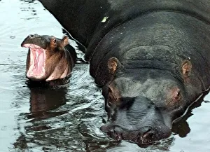 Core5 Prints: Proud mum Gertie the hippo with newborn Gizmo at the West Midland Safari Park, Bewdley