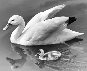 00047 Collection: This proud swan shows off her single cygnet