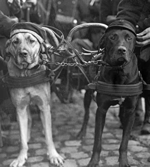 Harness Prints: Proud of his war trophy. The Belgian soldiers are devoted to the dogs who are employed to