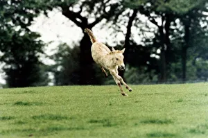 This Przewalskis Foal at Whipsnade Wild Animal Park would like to become an athlete
