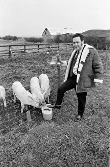 Images Dated 1st January 1973: Pub landlord fattens his pigs on beer, New Marske. 1973