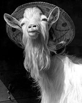Puck - a Northamptonshire Billy-goat - finds a sun hat the comfortable head wear