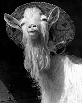 Puck - a Northamptonshire Billy-goat - finds a sun hat the comfortable head wear
