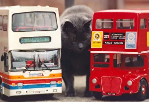 Toys Prints: Pugsley the cat with models of a Stagecoach bus and a London Routemaster