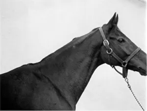 Punters Club offer of Red Rum Mirror colour Nov 1974 picture to the public of
