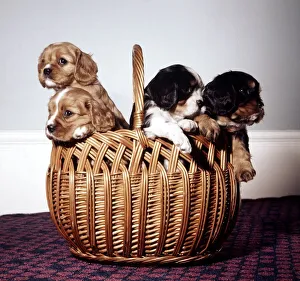 Four puppies carmmed in a wicker basket February 1967