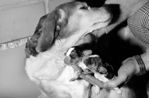 Puppies: Dog: Beagle Litter: No one know the name of the bitch but she is very friendly