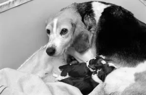 Litter Prints: Puppies: Dog: Beagle Litter: No one know the name of the bitch but she is very friendly