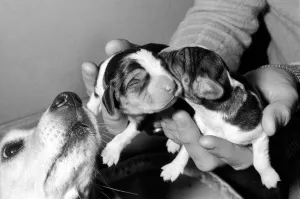 Puppies: Dog: Beagle Litter: No one know the name of the bitch but she is very friendly