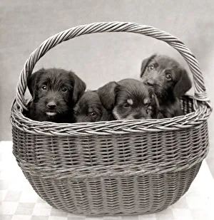 00171 Prints: Puppies inside a basket circa 1960s animal animals dog dogs pets pet cute pup puppy