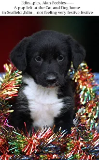 Puppy left at cat and dog home Seafield Edinburgh wearing Christmas tinsel Party