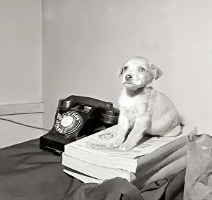 Puppy found in phone box Sitting on telephone directory yellow pages