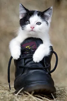 Kitten Prints: Puss in boots Abandoned kittens at West Farm kennels ( near Ponteland