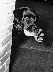Glove Prints: Pytch a sleek eight month old Labrador is being trained to hunt out marijuana