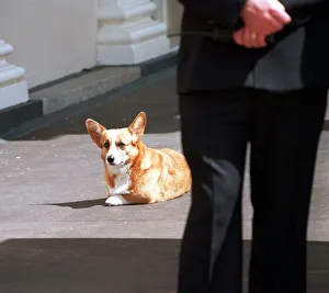Corgi Prints: One of the Queen Mothers corgis takes a rest August 1998 During her birthday
