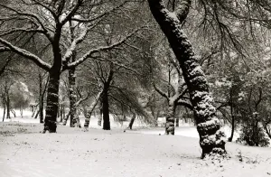 Forest Prints: Queens Park Manchester Weather - Winter snow trees tree
