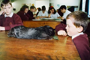 This rabbit was found hopping around the caretakers garden at Eston Park School