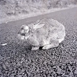 Rabbits Prints: A rabbit infected with Myxomatosis seen here in the final stages of the disease