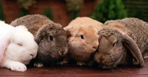 Rabbits Prints: Rabbit Rabbits French Lop Eared Baby Rabbits at six weeks