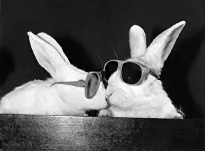 Rabbits- thats what the film director wanted when he had to produce a TV commercial for