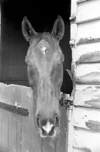 Stables Prints: Race Horse Ocean King in his stables April 1975 75-2082-005