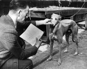 Core04 Prints: The race manager at the Sunbury on Thames and Park Royal greyhound track checks