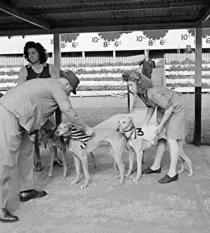 Core04 Prints: The race manager at the Sunbury on Thames and Park Royal greyhound track checks
